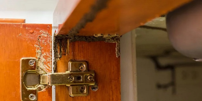 Cara Mencegah Rayap pada Furnitur Kayu Baru agar Tetap Awet